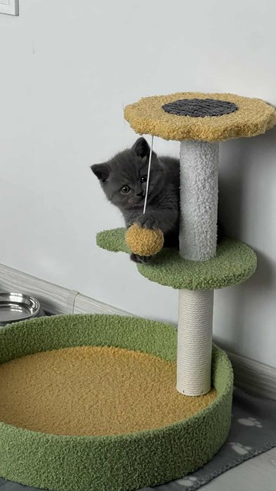 Британско късокосместо коте