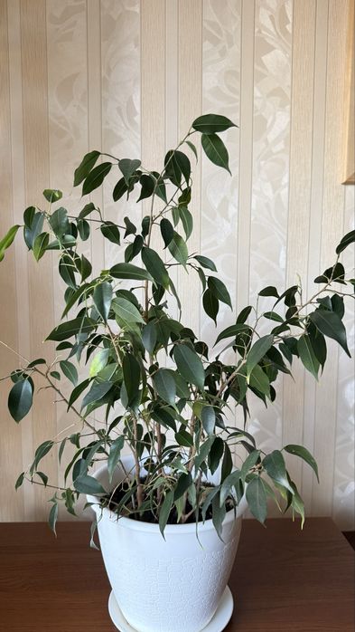 продам домашние цветы