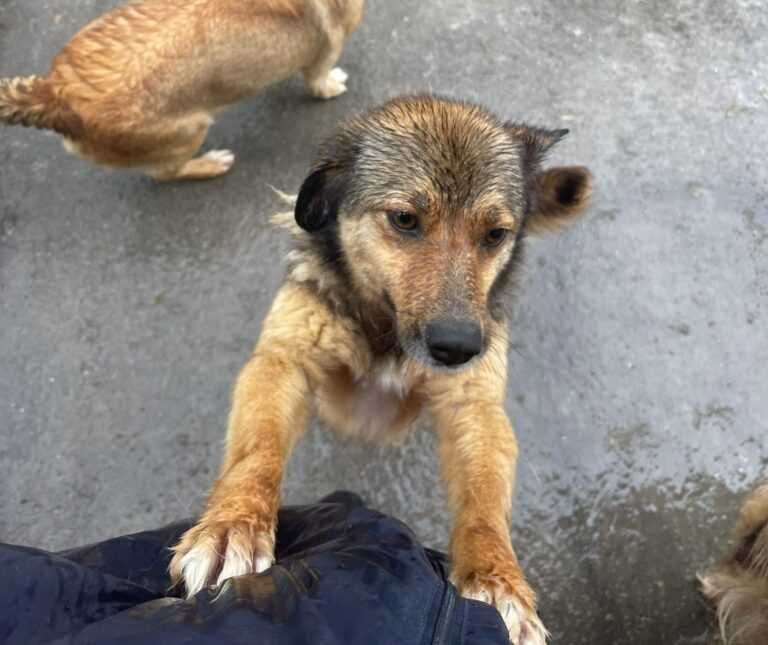 Adopta un caine - un sufletel are nevoie de stapan!