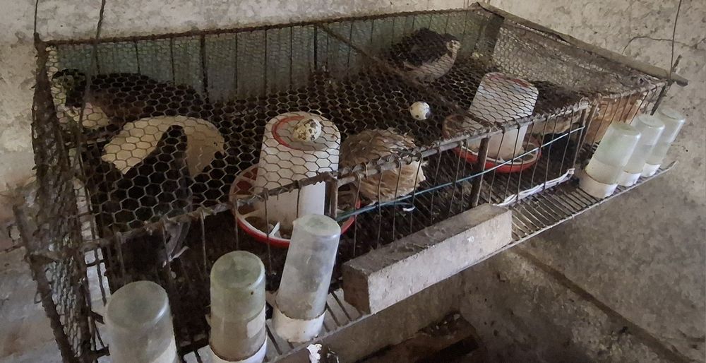 Пътпъдъци пътпъдъци