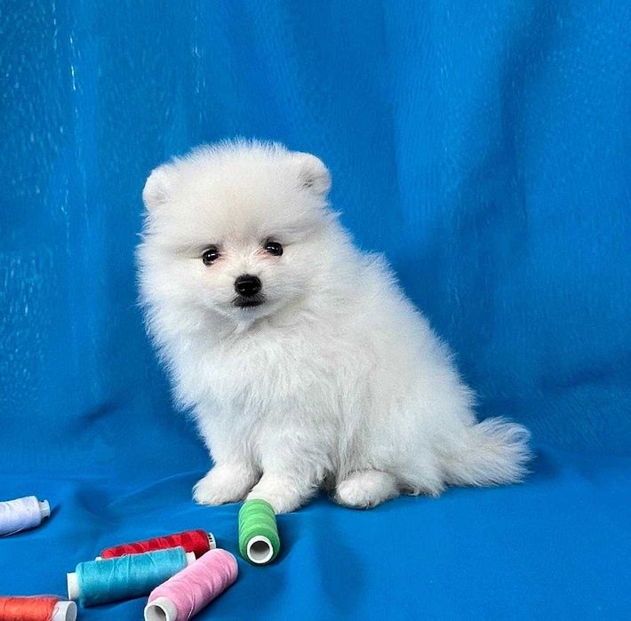 Щенки Немцкого шпица . Белая девочка  с документами.