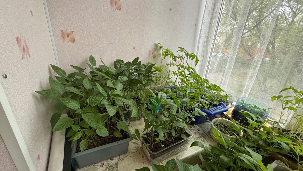 Продам рассаду перцы, помидоры