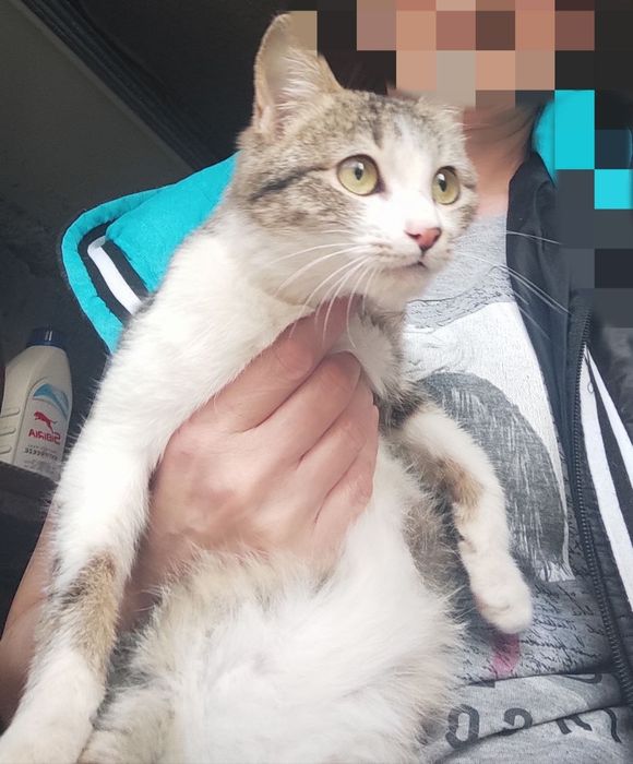 Пристройство животных