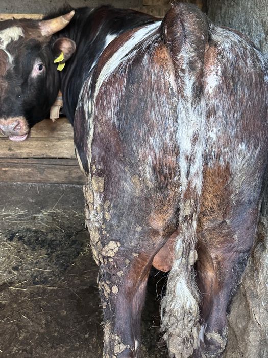 Бычек(согым)жирная