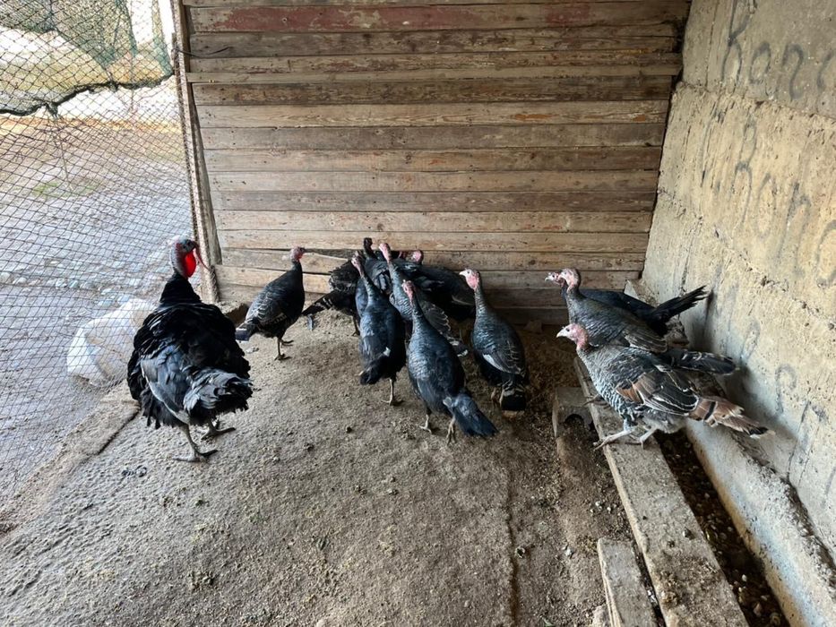 Индюки пародистые