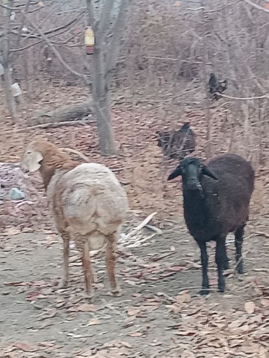 Продам два барана.