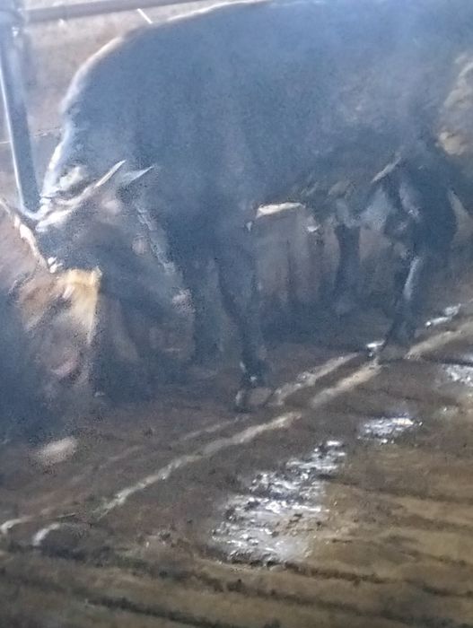 Сельхозживотное быки