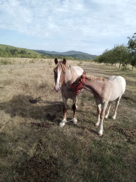 Vând iapă cu mânz