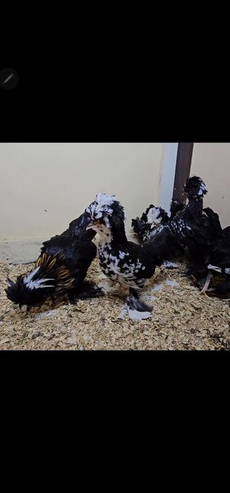 Декоративные куры карлики Султанки