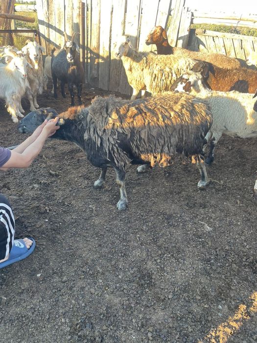 Овцаматка хороши жирный