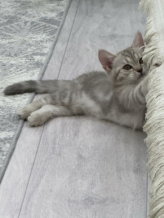 Шотланская прямоухая кошка