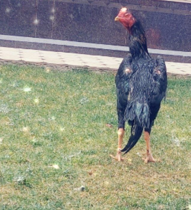 Куланги хӯроз сотилади