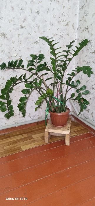 Долларовое дерево