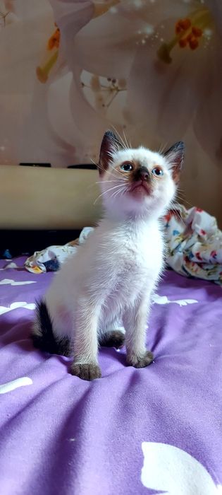 Pui pisicuta Siameza