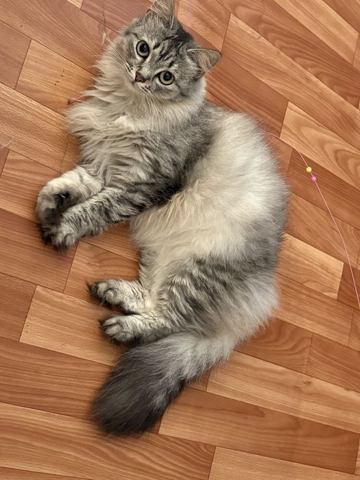 Отдам кошку в хорошие, добрые руки