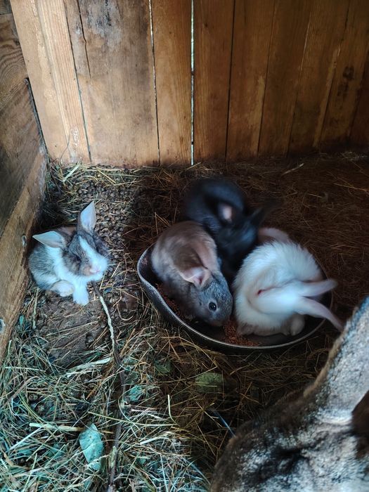 Iepuri de casa 3 generați