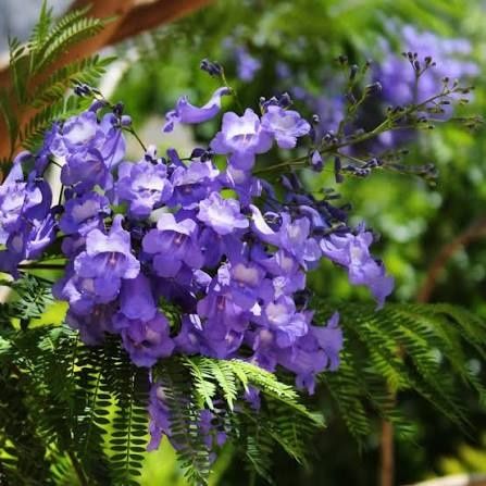Jacaranda mimosifolia