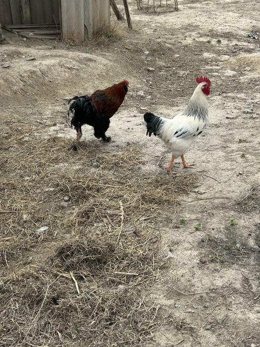 Қораздар сатылады