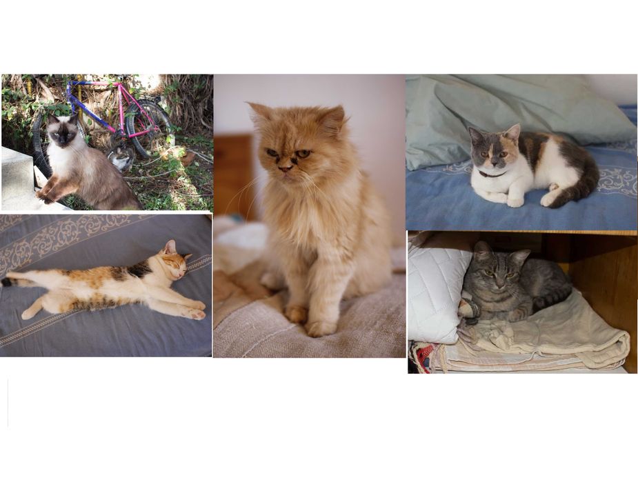 CAZARE caine,pensiune PET HOTEL,PET SITTER bona animale