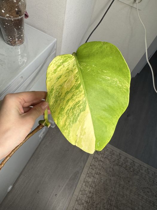 Монстера yellow
