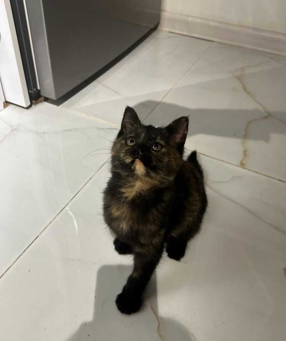 Котенок девочка (1,5 -2 месяца)