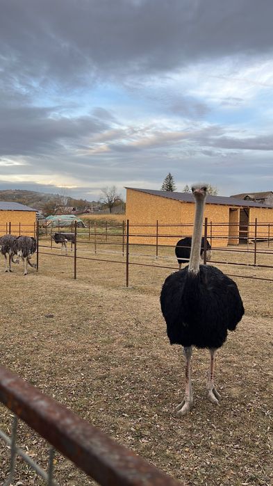 Pui de struț negru african