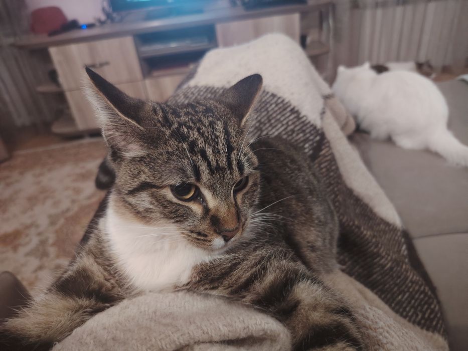 Тигренок Симба ищет свою семью