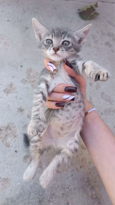 Котенок девочка