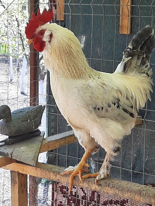 Pasari de casa de rasa