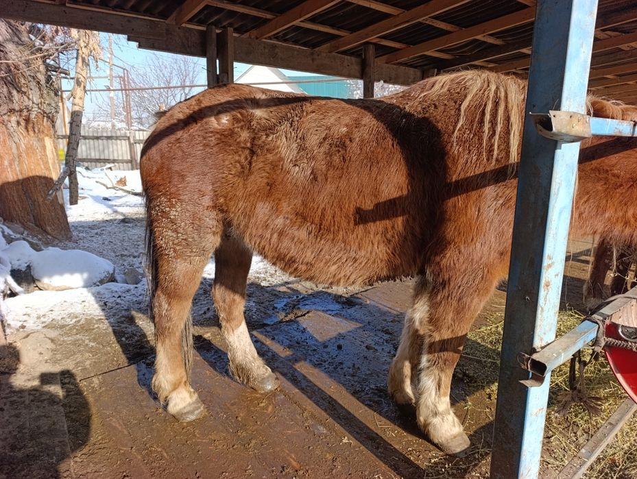 Сауын бие, дойная кобыла