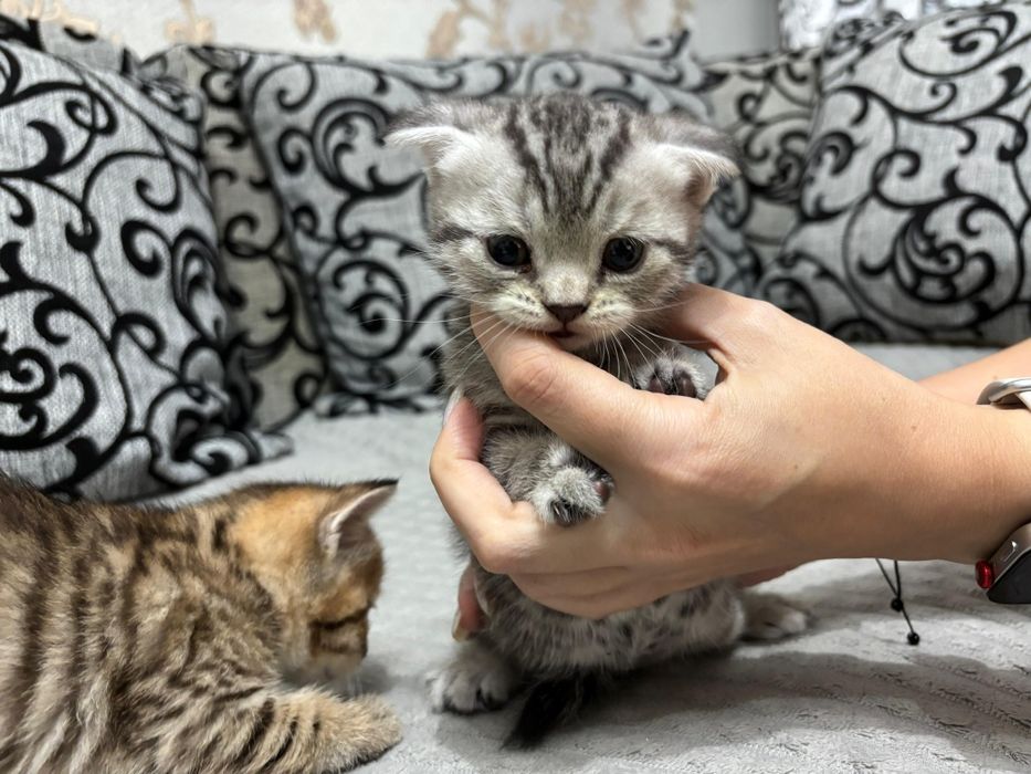 Вислоухий шотландец