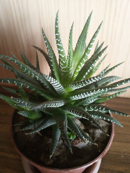 Кактус "Хавортия"