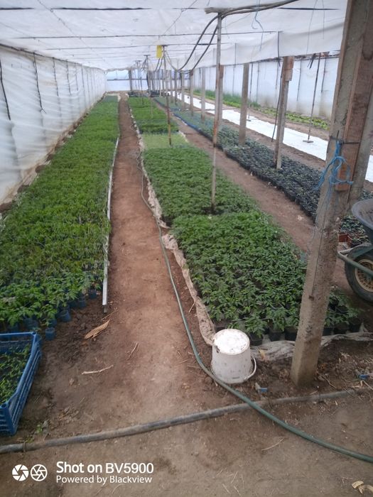 Răsaduri profesionale