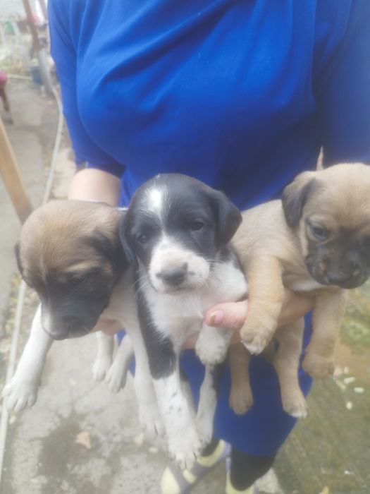 Щинята в добрые руки