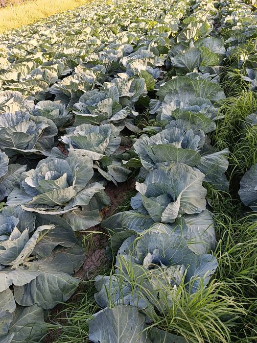 Продам бело качанную капусту