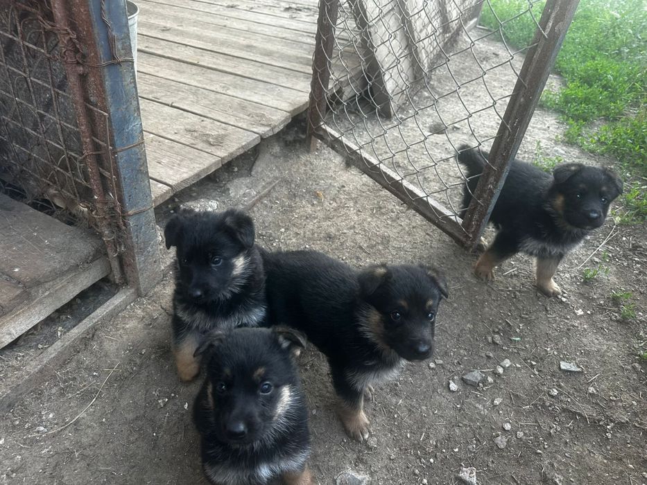 Продам немецкая овчарка!