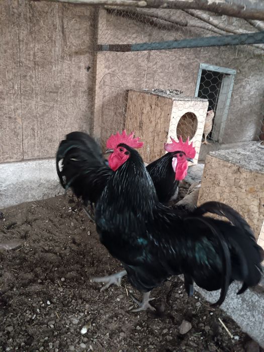 Cocoși Australorp