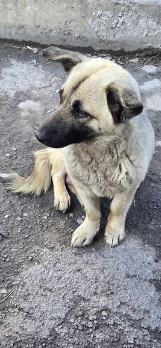 Отдам щенков в хорошие руки