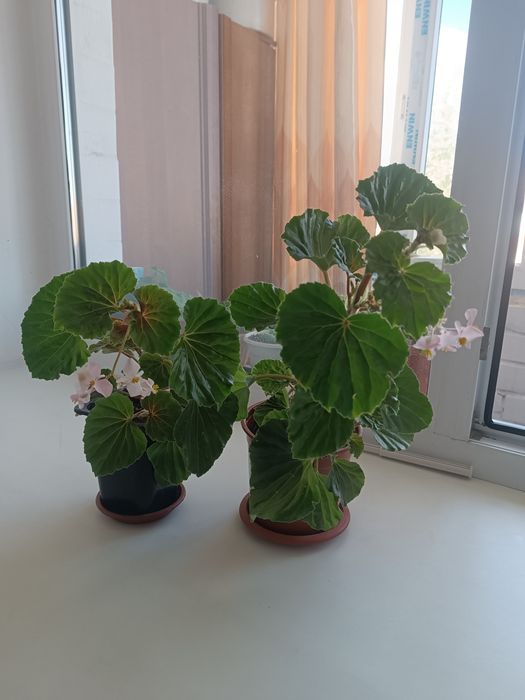Продам живые цветы