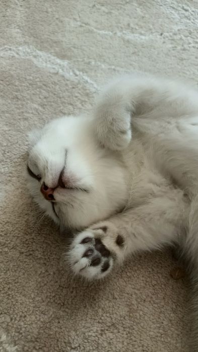 Породистые умные котята
