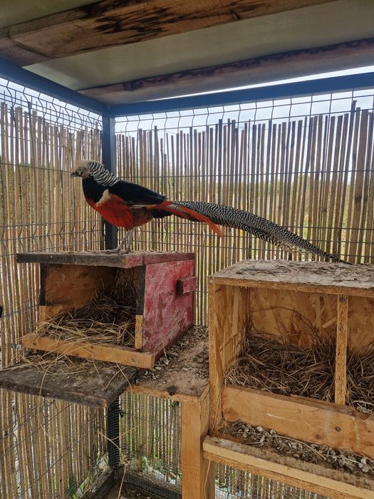 Pereche fazani de rasa