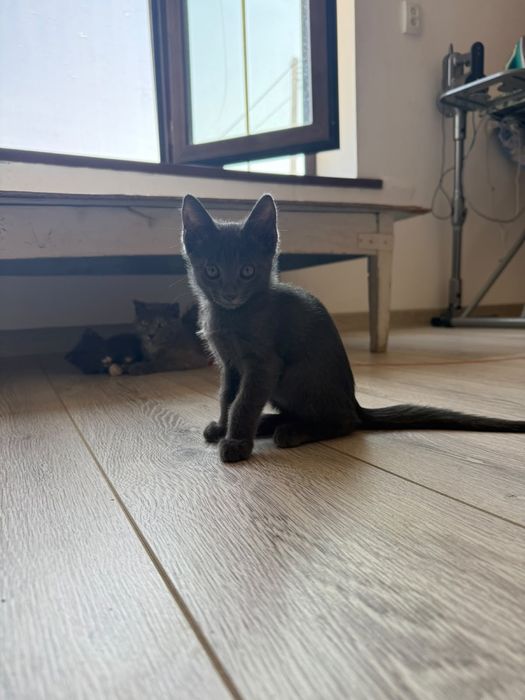 Котенок шотландец