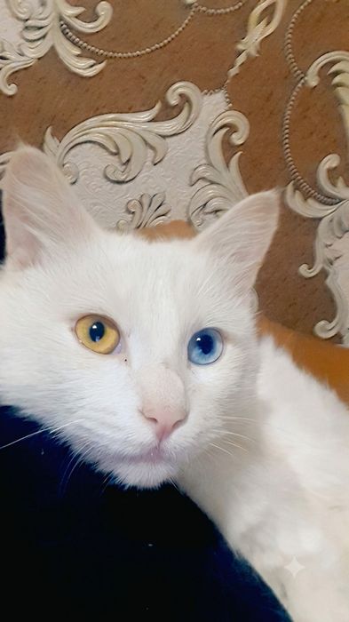 Turk angorasi asosiy belgisi ko‘zlar rangi