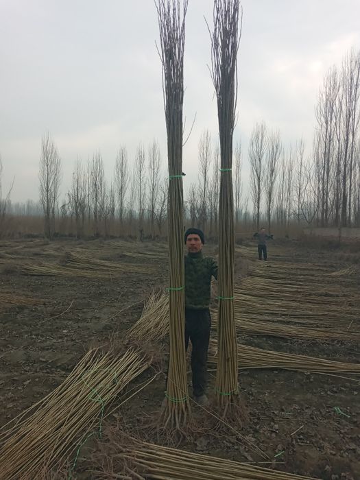 Õzbekiston terak kõchatlar