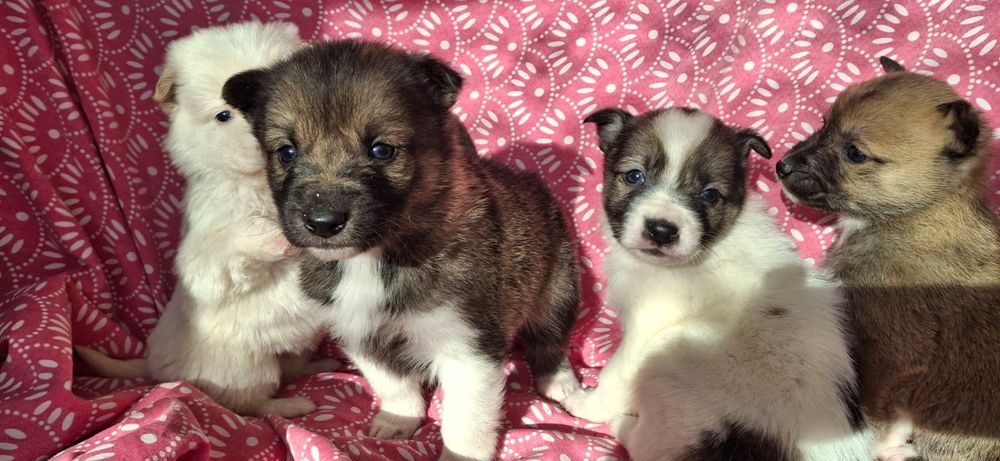 Щенки детки возраст 1 мес