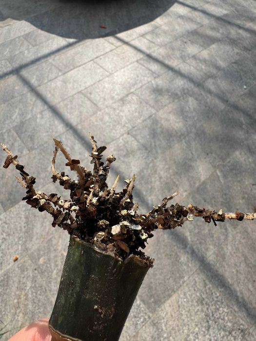 Замиокулькас Равен и Зеленый — клубни