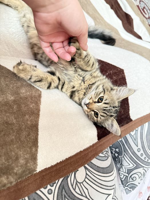 Отдам даром котенка