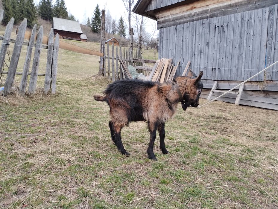 Ied și iadă  de vânzare!