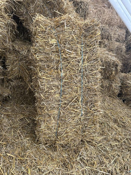Baloti de paie de grau