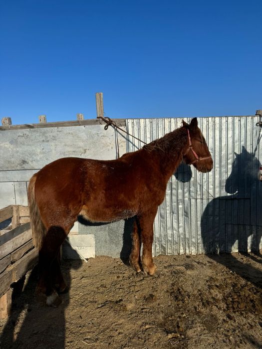 Тяжеловоз тай сатылады